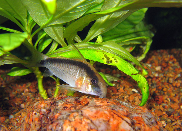 Corydoras arcuatus